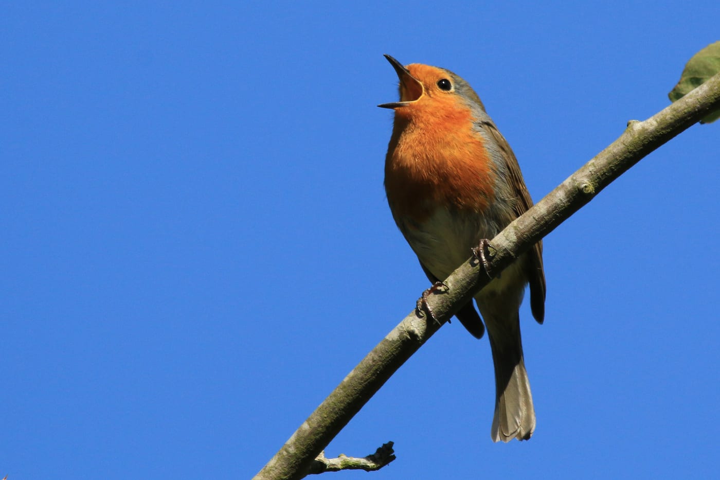 A European robin, Erithacus rubecula, with an orange breast, singing from a branch.