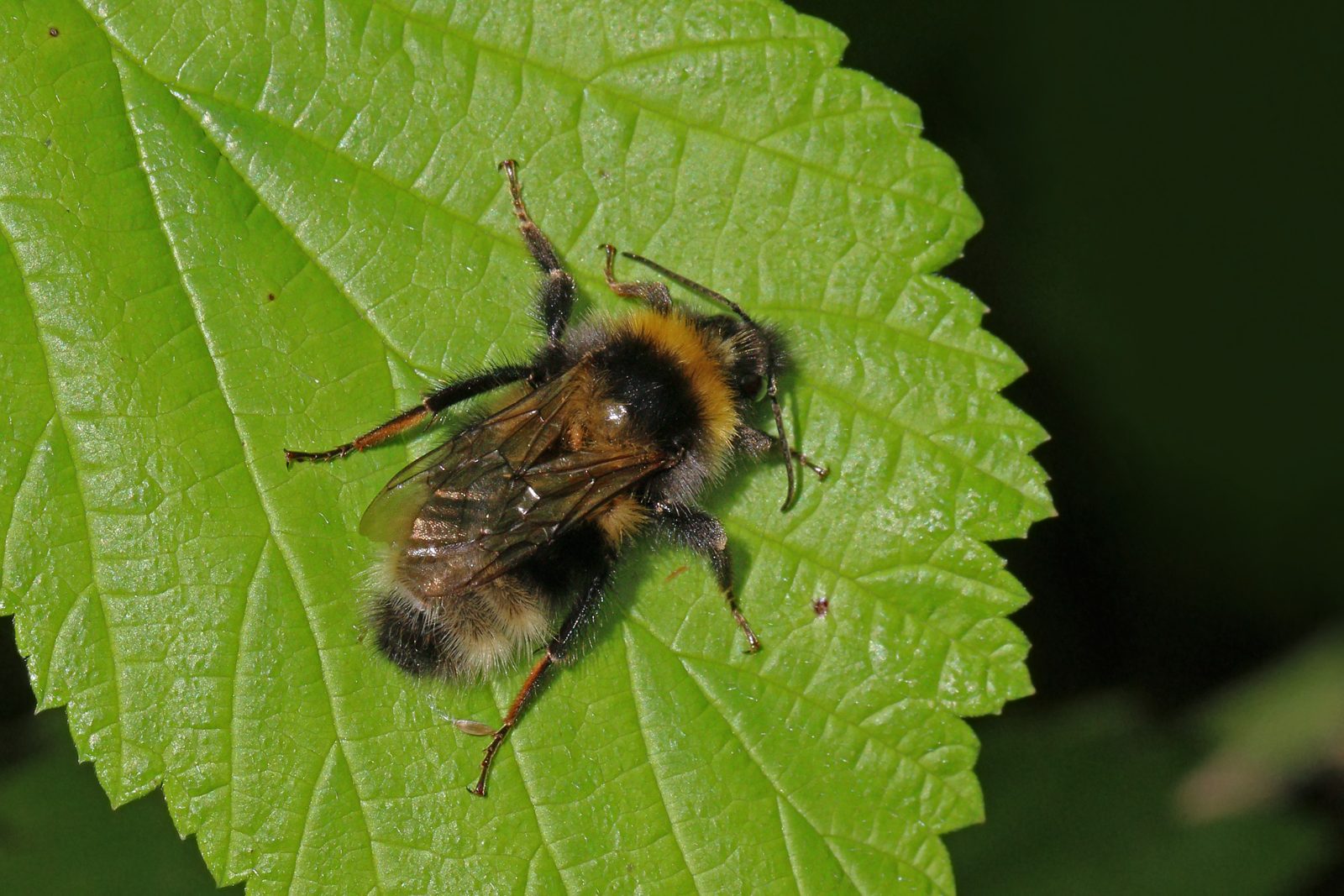 A garden bumblebee, Bombus hortorum, with yellow bands and a white tail tip, on a flower.