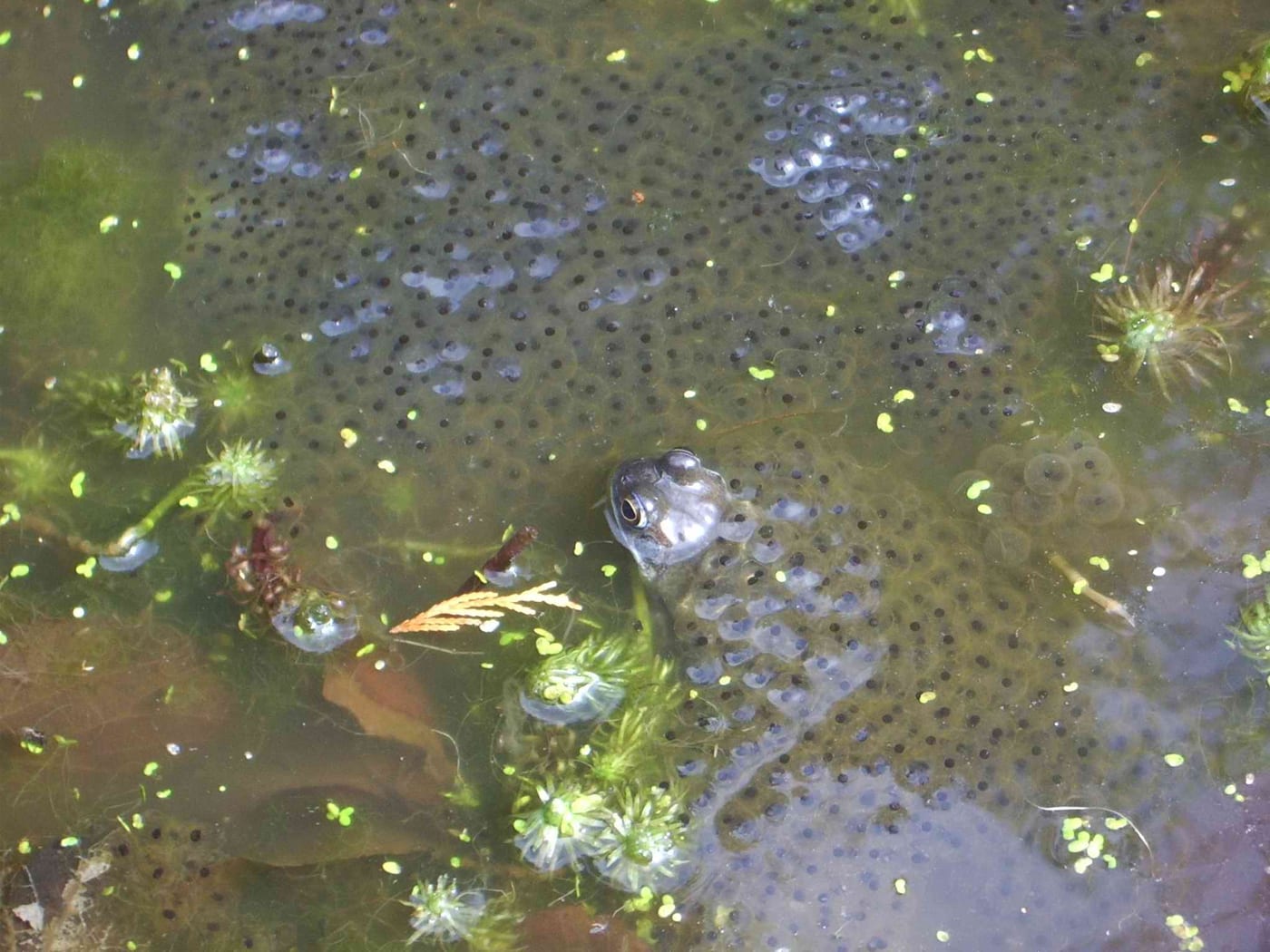A common frog, Rana temporaria, surfacing among frogspawn in a garden pond.