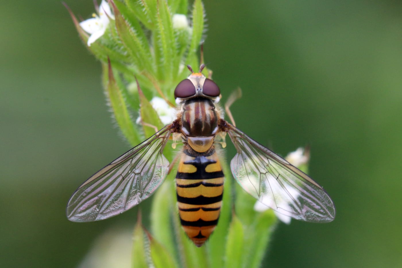 A marmalade hoverfly, Episyrphus balteatus, with orange and black banded abdomen, on a flower.