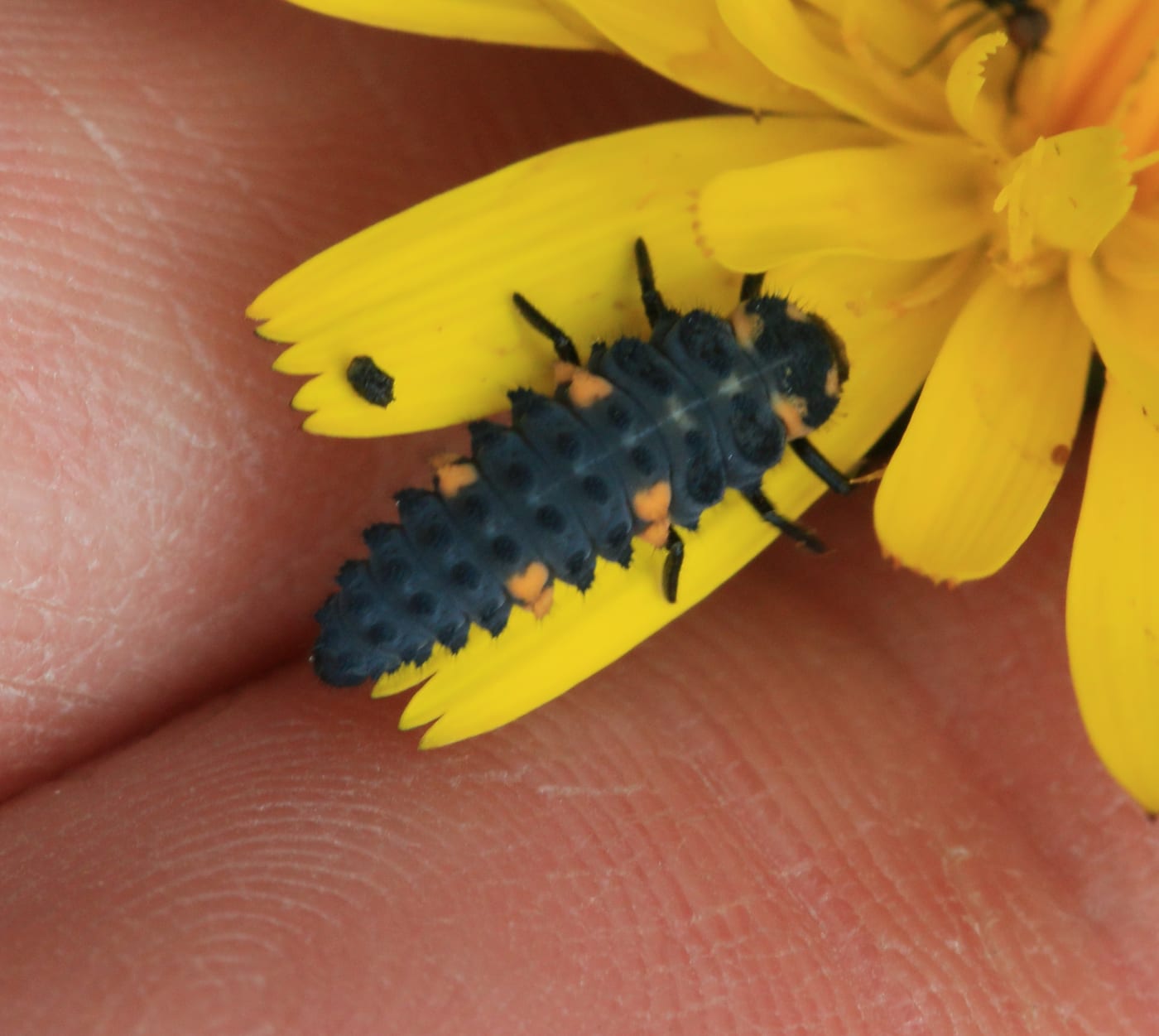 A ladybird larva, dark blue-black with orange markings, spiky, resting on a yellow flower petal.