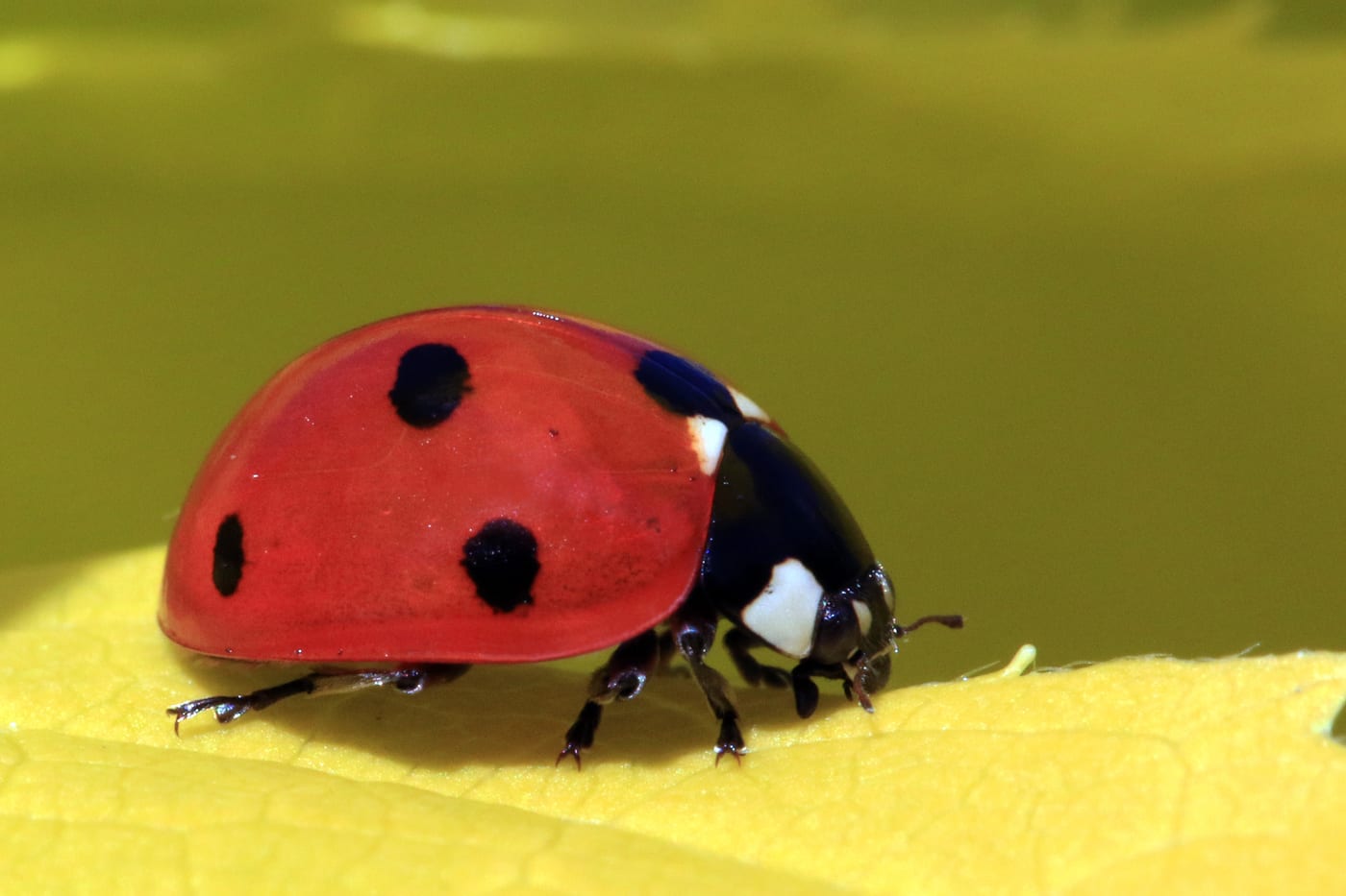 A seven-spot ladybird, Coccinella septempunctata, with red wing cases marked with black spots, resting on a leaf.