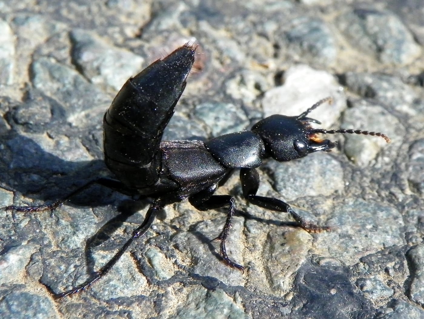A devil's coach horse beetle, Ocypus olens, matt black, with its abdomen raised in a defensive posture.