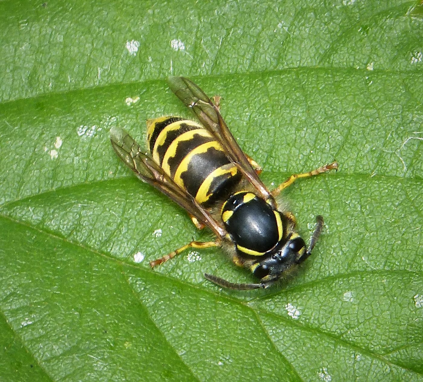 A common wasp, Vespula vulgaris, with yellow and black banding, on a leaf.