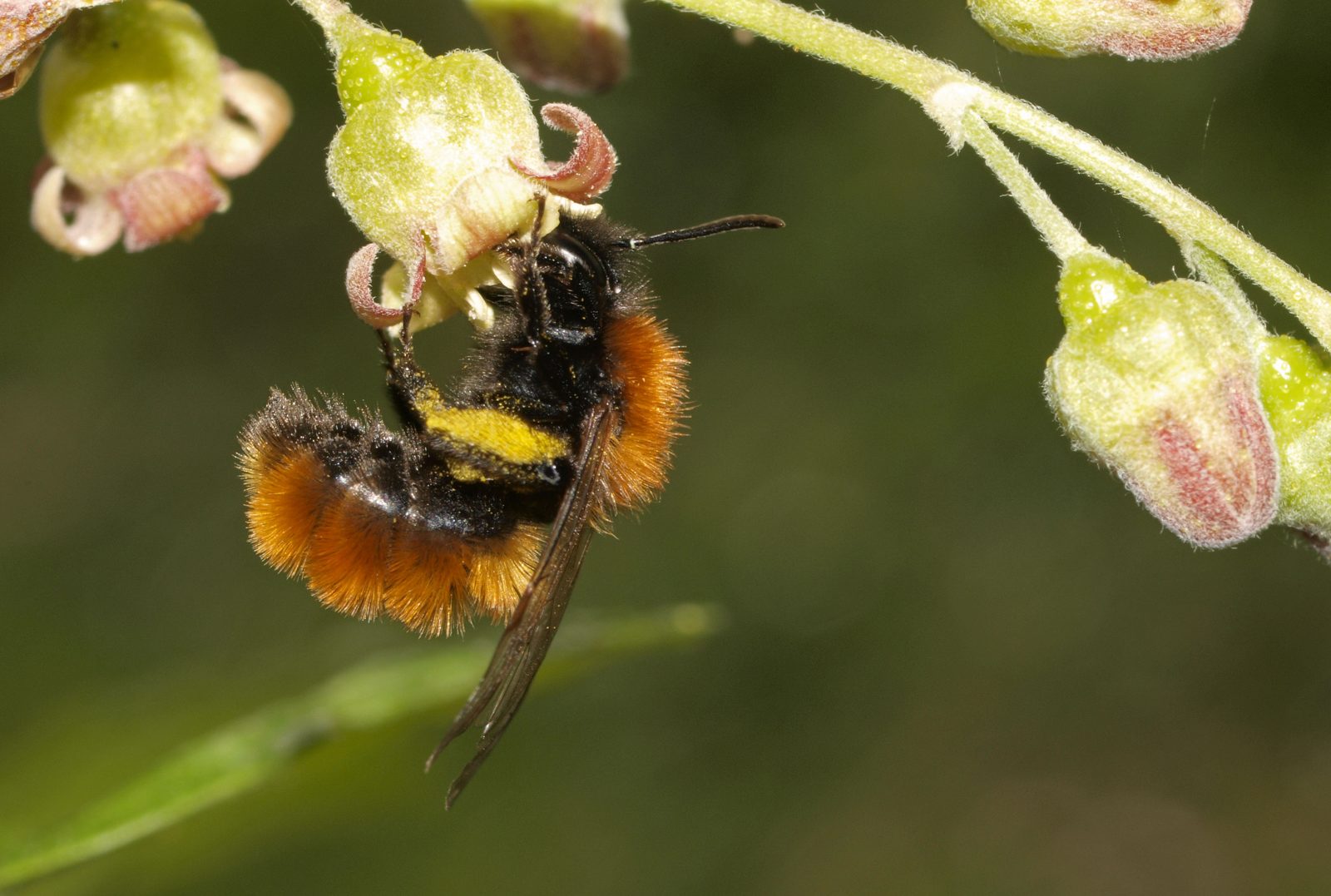 A tawny mining bee, Andrena fulva, with dense reddish-orange fur, foraging on a blackcurrant flower.