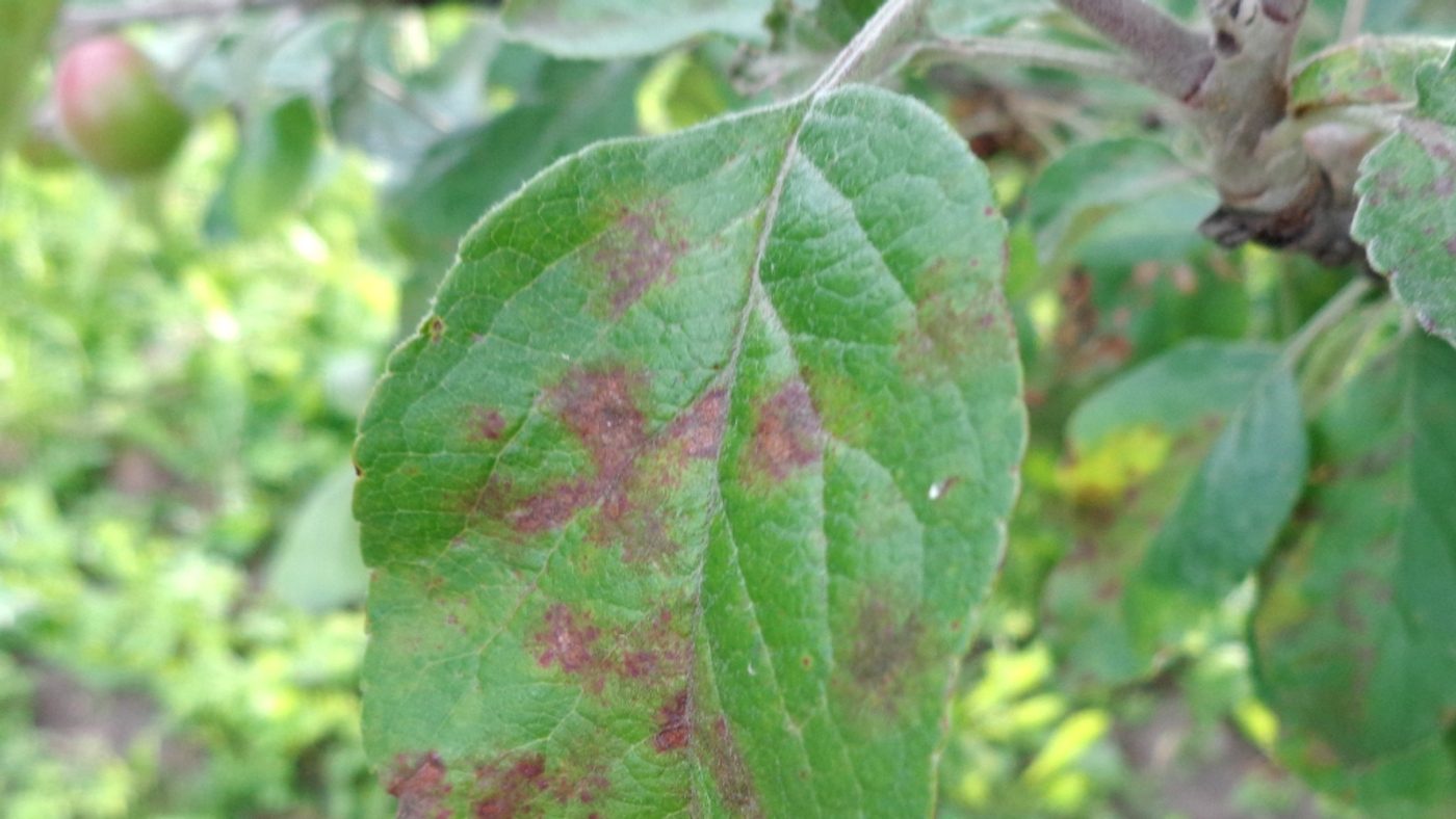 An apple leaf with dark, olive-brown scabby blotches typical of apple and pear scab