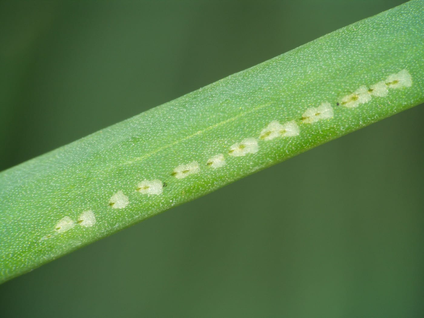 A leek leaf marked with a neat row of small white punctures running down the blade.