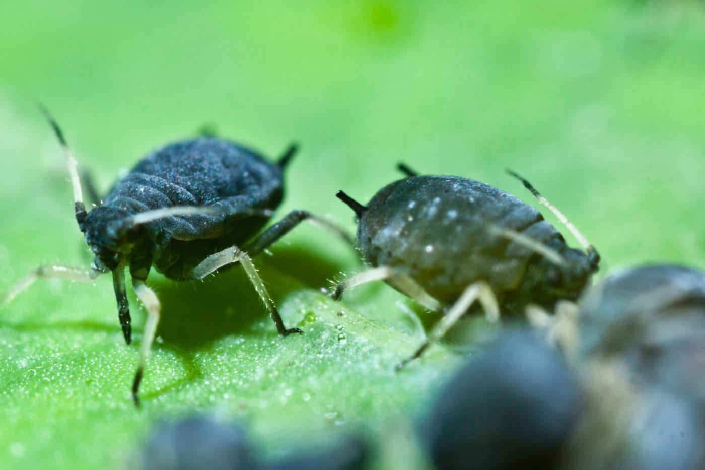 A close view of black bean aphids, matt blue-black and pear-shaped, clustered on a green stem.
