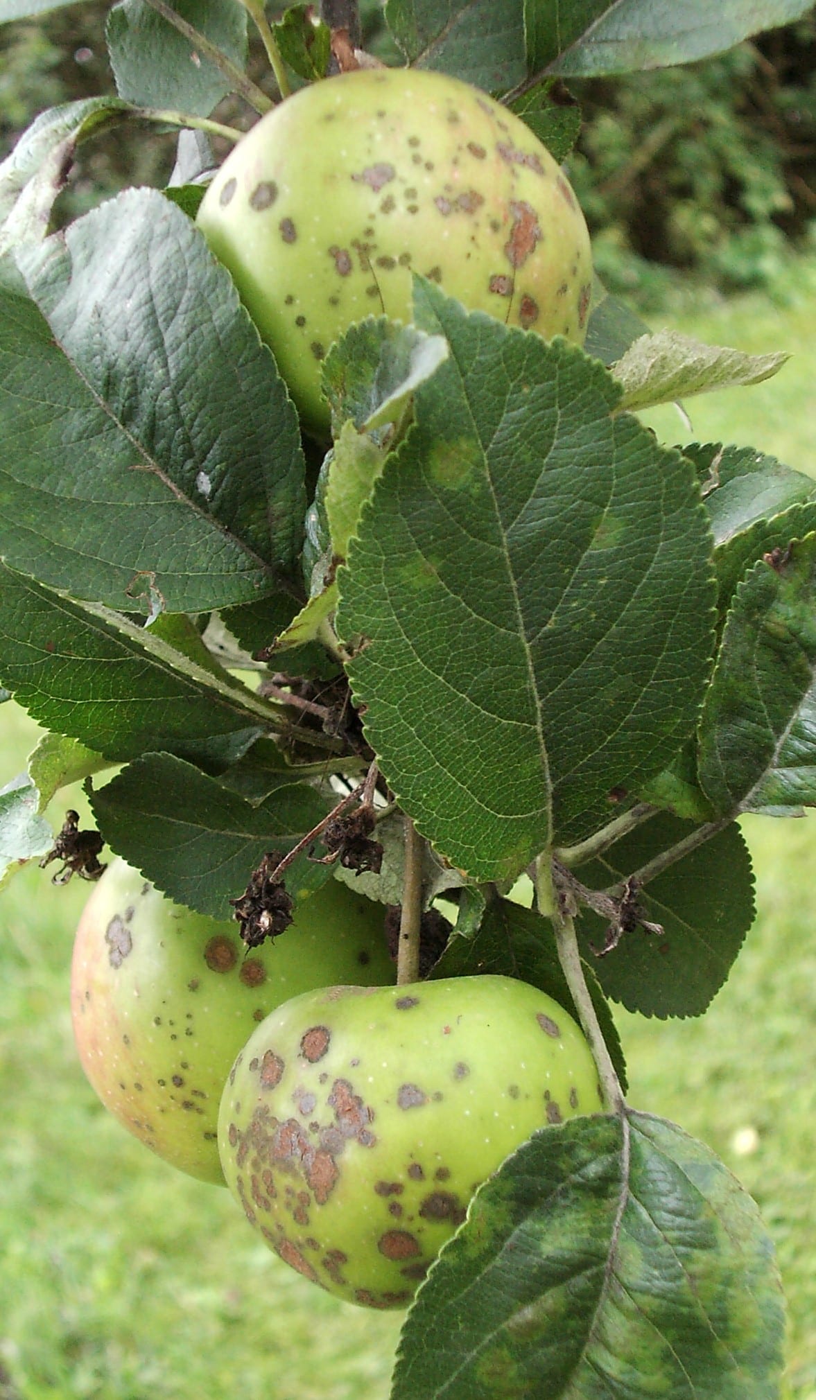 Apples on the tree with dark, scabby brown blotches on the skin.