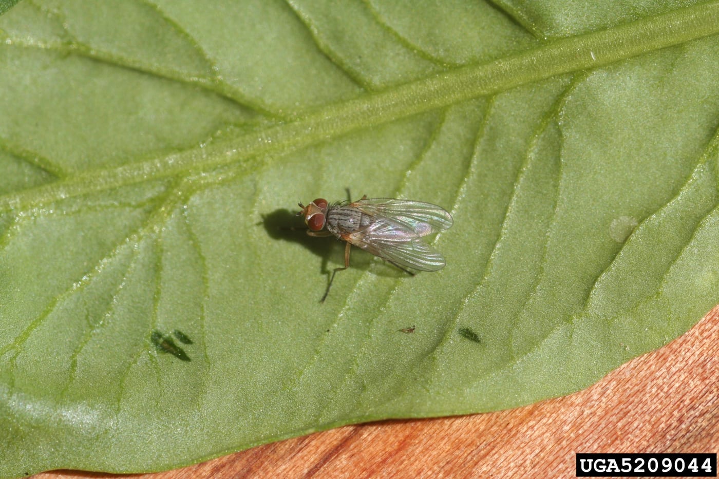 An adult beet leaf miner fly, a small grey-brown fly with reddish eyes, resting on a leaf.