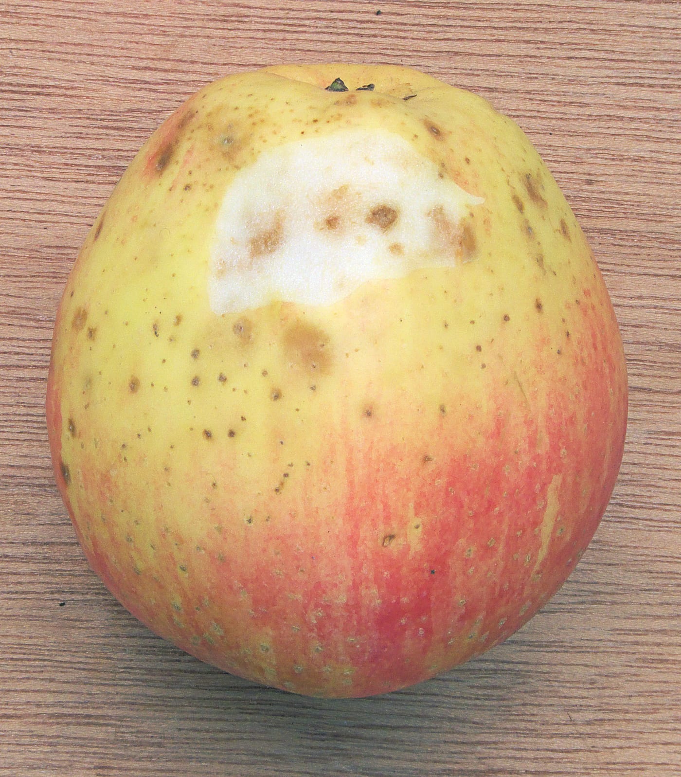 An apple with small dark, sunken bitter pit lesions scattered across its skin