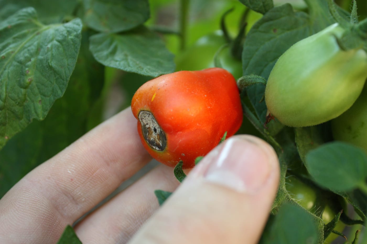 A tomato with a dark, sunken, leathery patch of blossom end rot at its base