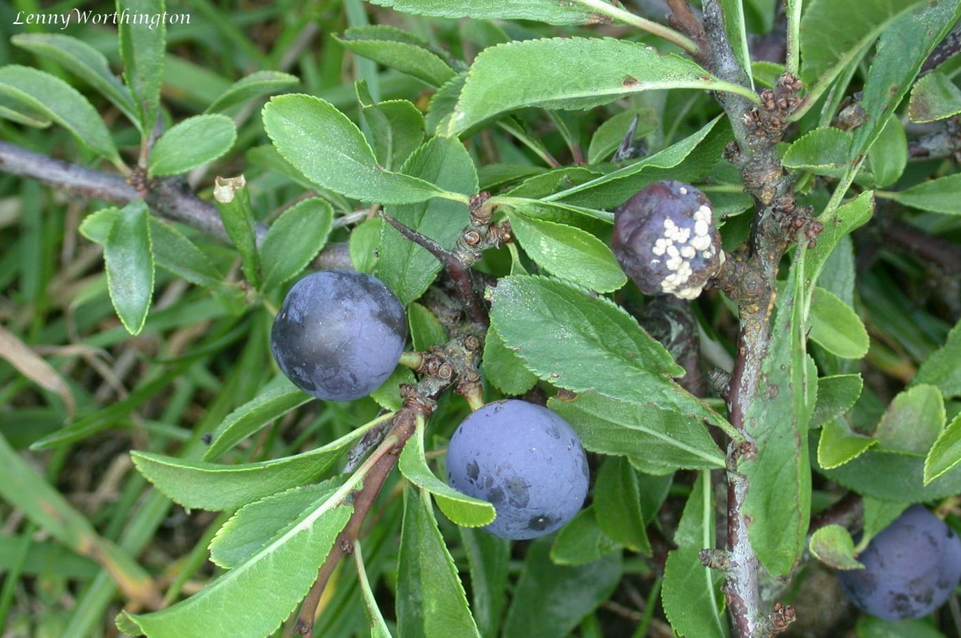 White fungal growth (Monilinia laxa) on a blackthorn fruit among green leaves.