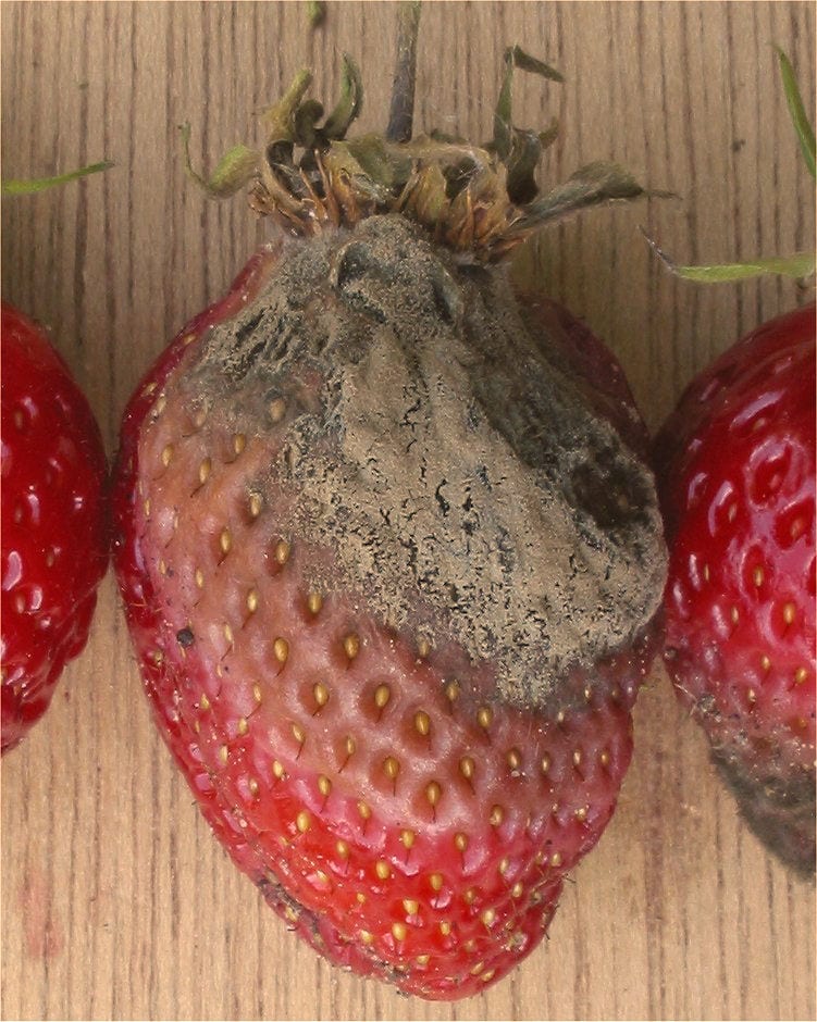 A strawberry engulfed in fuzzy grey-brown mould, lying between two healthy red fruits.