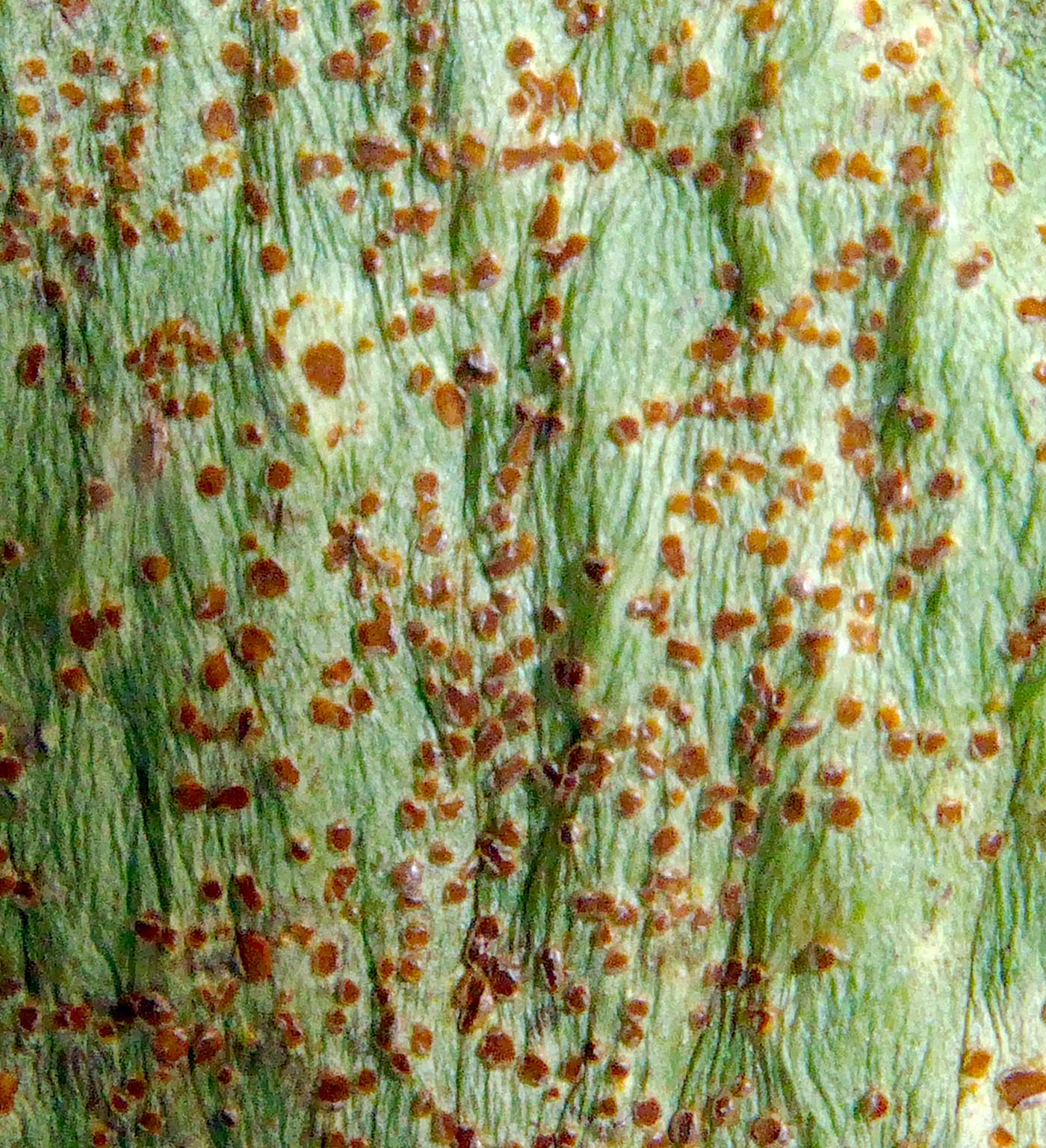 Orange-brown rust pustules scattered across a broad bean leaf.