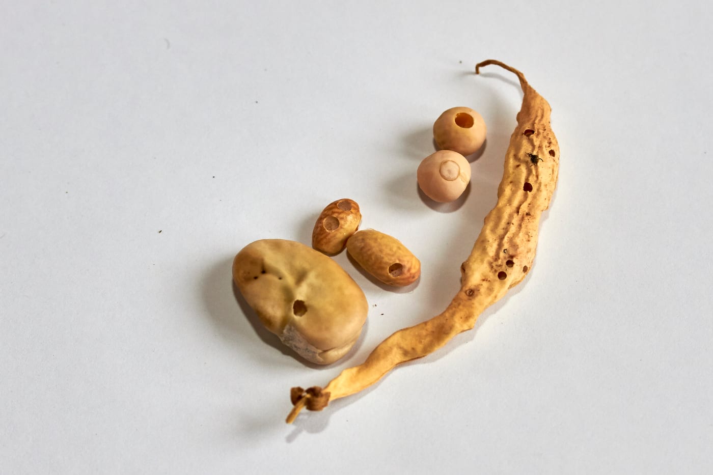 Dried broad beans with small round exit holes, with a mottled brown beetle visible on the pod surface.