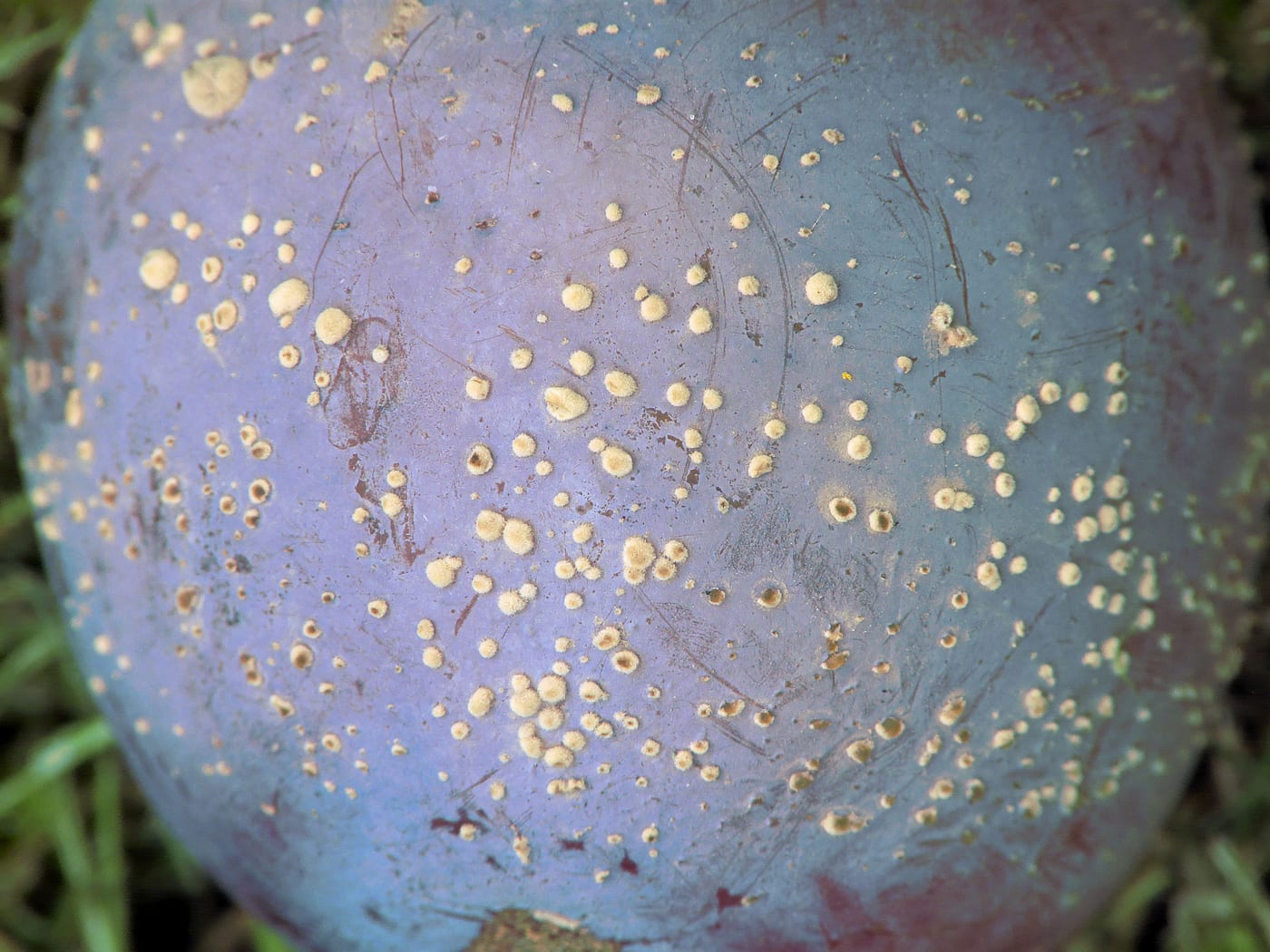 Buff-coloured fungal pustules growing in concentric rings across the surface of a rotting plum.