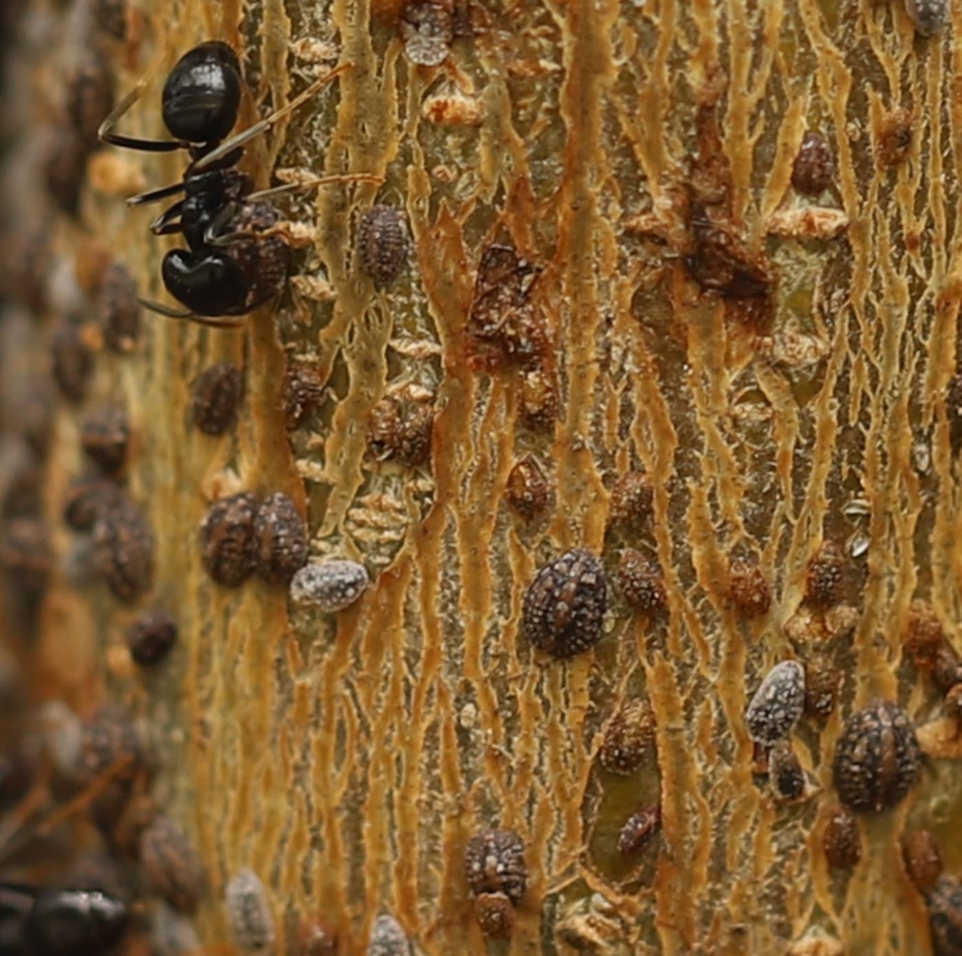Numerous convex, dark brown, oval scale insects clustered on a woody stem, with a black ant among them.