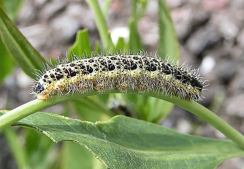 A large white butterfly caterpillar, yellow and grey-green with black speckles and fine pale hairs, on a leaf stalk — the pest this nematode targets, not the nematode itself.