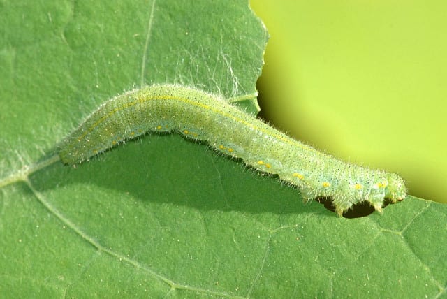 A small white butterfly caterpillar, plain velvety green, resting along the midrib of a leaf — the other pest this nematode targets.