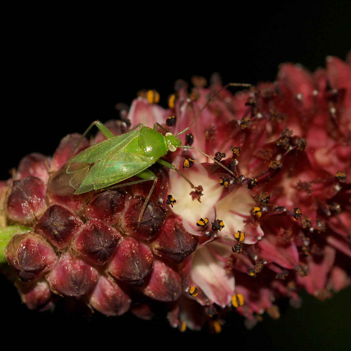 A green, translucent-winged capsid bug with long antennae resting on a flower.