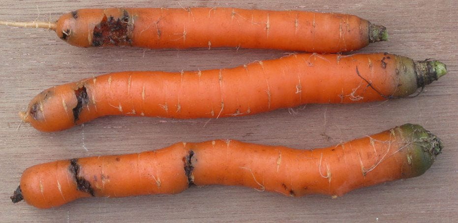 Three carrots scarred with rusty-brown tunnels and dark sunken grooves eaten into the surface.