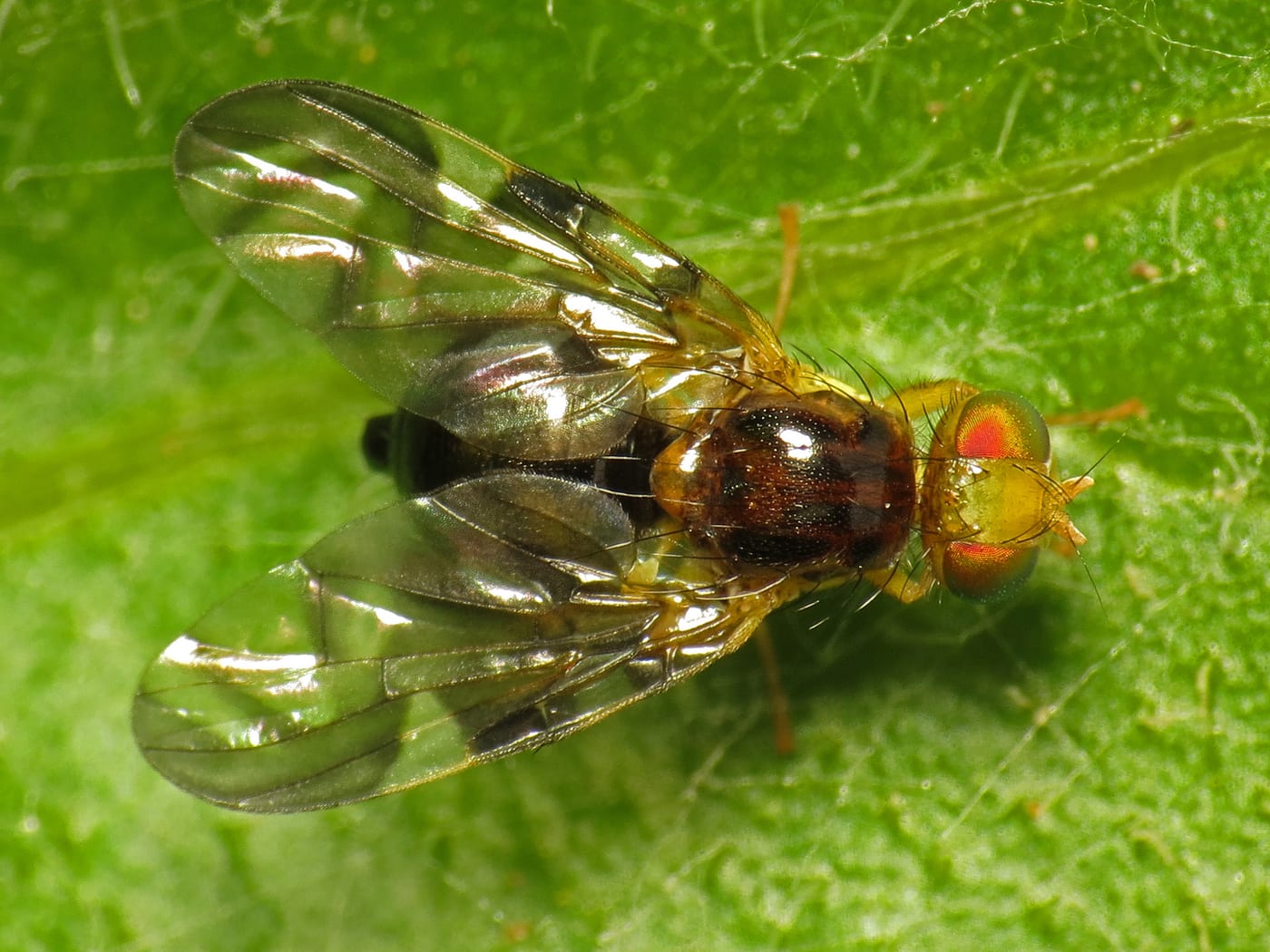 A small light brown fly with a yellow thorax resting on a leaf.