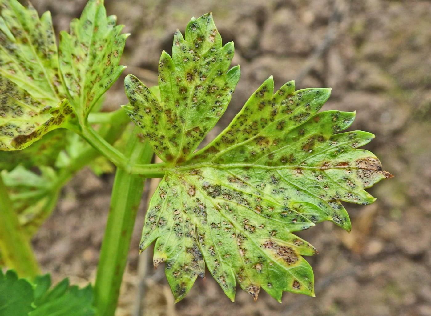 A celery leaf covered in small light and brown spots with tiny black pycnidia dots, caused by Septoria apiicola