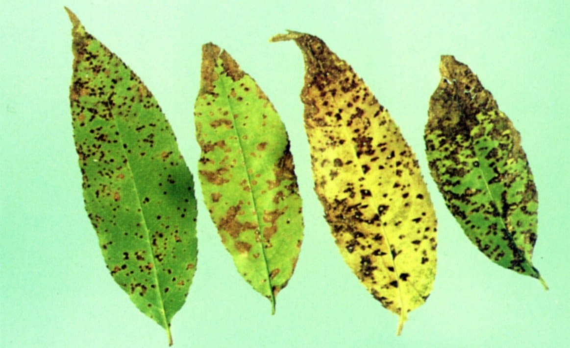 Four cherry leaves showing the progression of leaf spot disease, from scattered purple spotting to widespread yellowing and browning