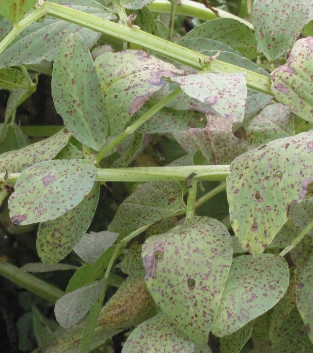 Broad bean leaves scattered with small, round, reddish-brown chocolate spot lesions.