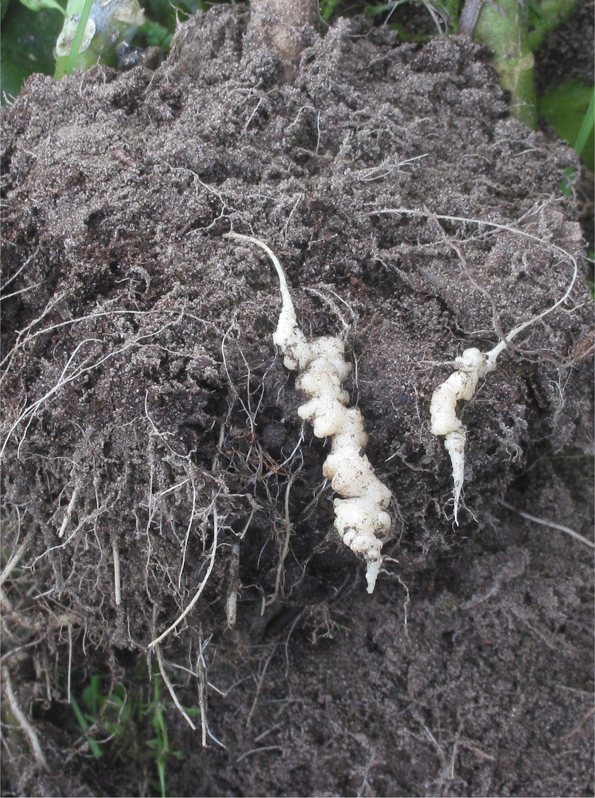 Brassica roots lifted from dark soil, swollen into knobbly white galls in place of normal fine roots.