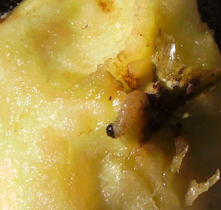 A pale codling moth caterpillar with a dark head tunnelling in cut apple flesh, with visible frass.