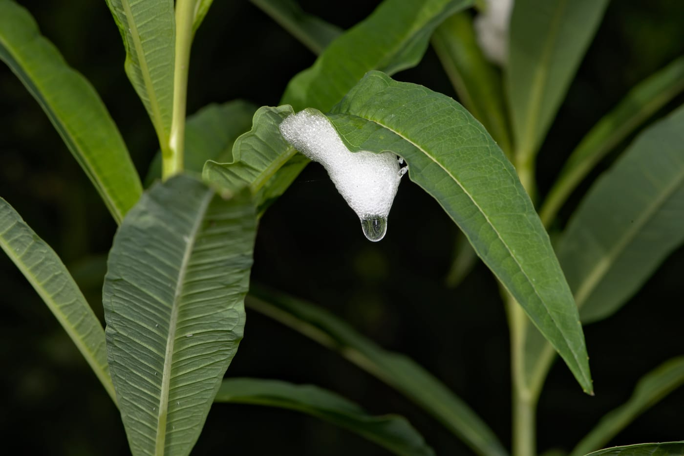 A blob of white frothy foam (cuckoo spit) hanging from a leaf, produced by a froghopper nymph hidden inside.