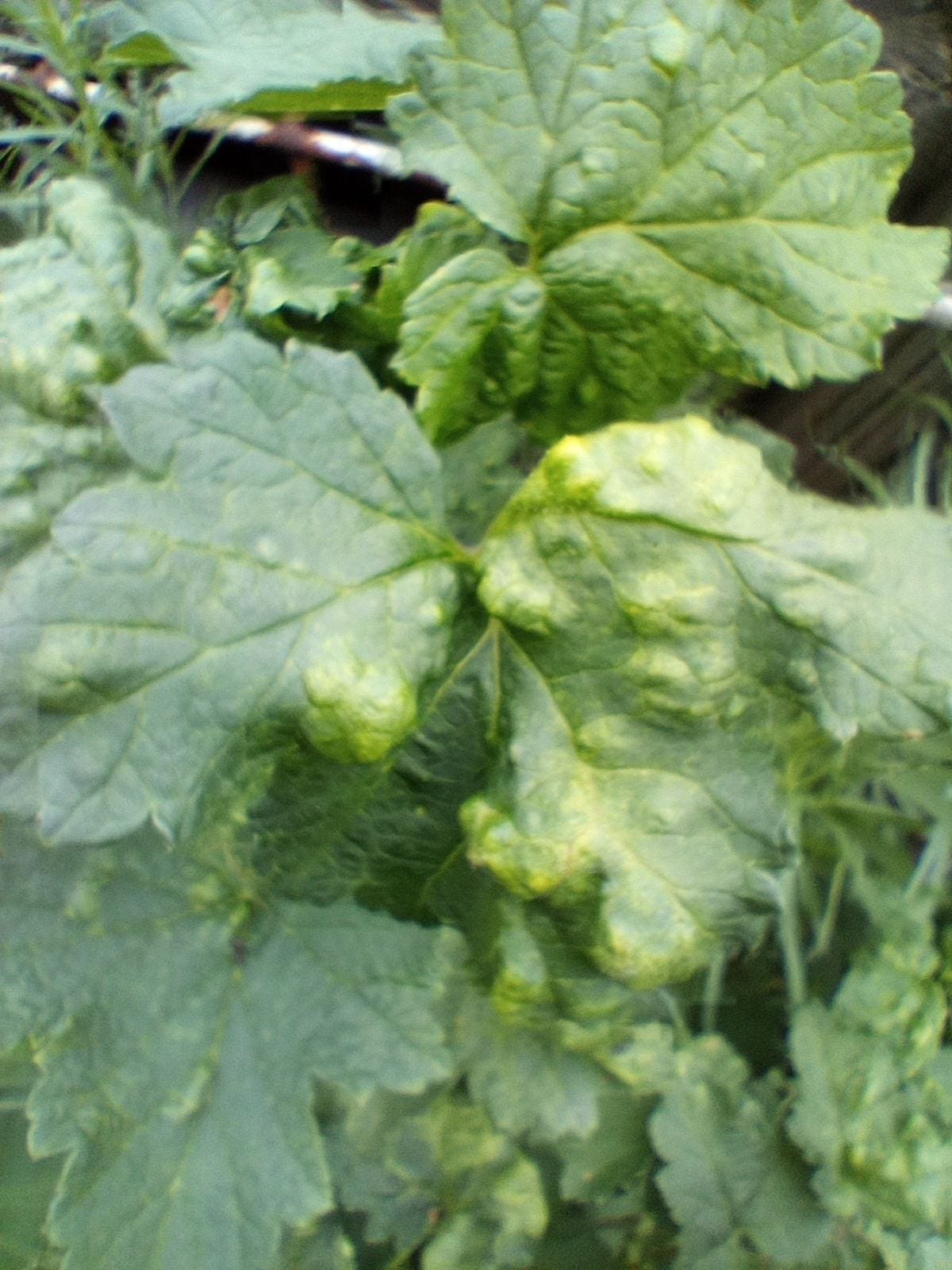 Raised, puckered, yellowish-green blister galls across a redcurrant leaf caused by currant blister aphid.