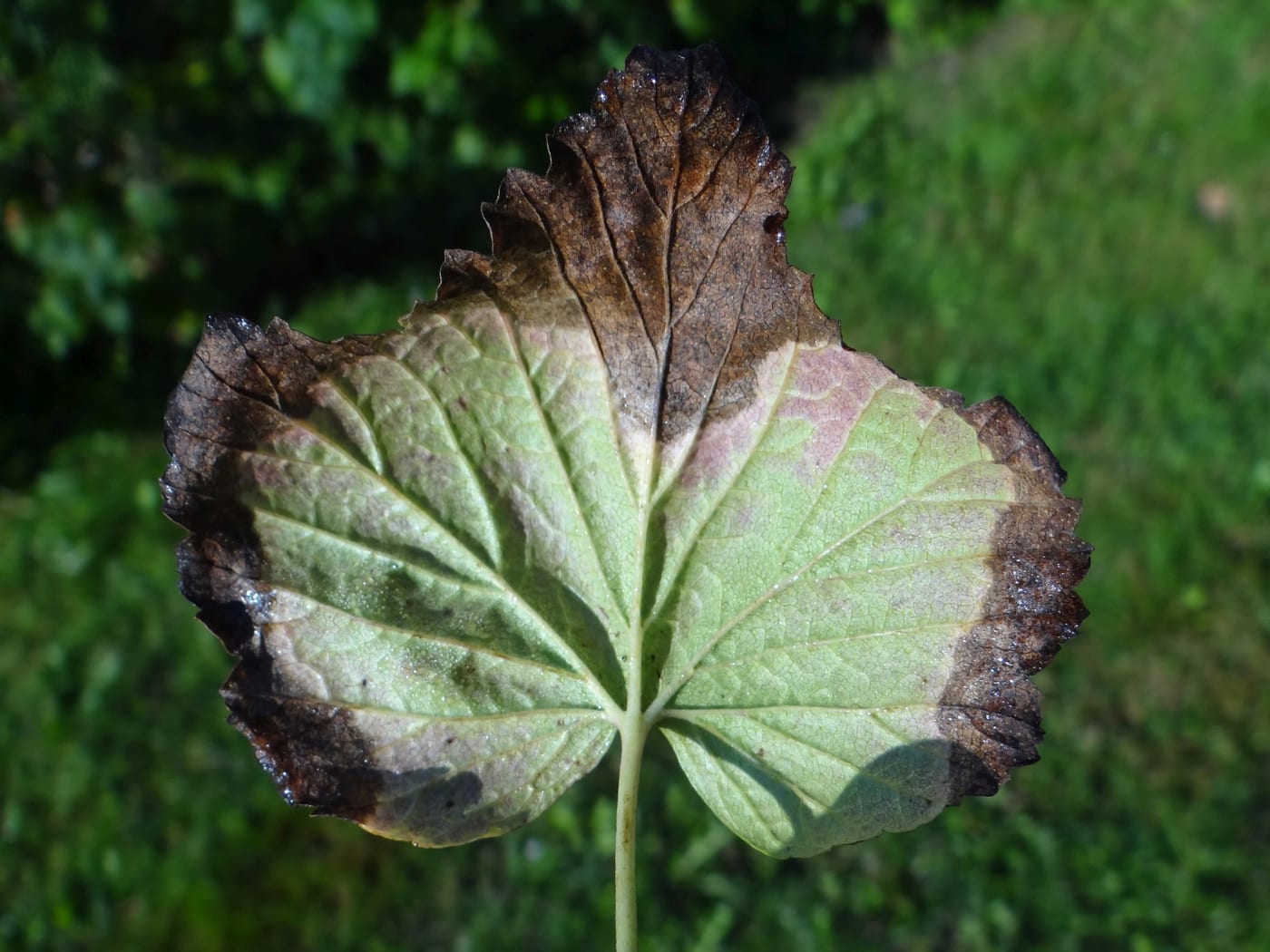 Blackened, water-soaked leaf spot damage spreading in from the margins of a Ribes (currant/gooseberry) leaf.