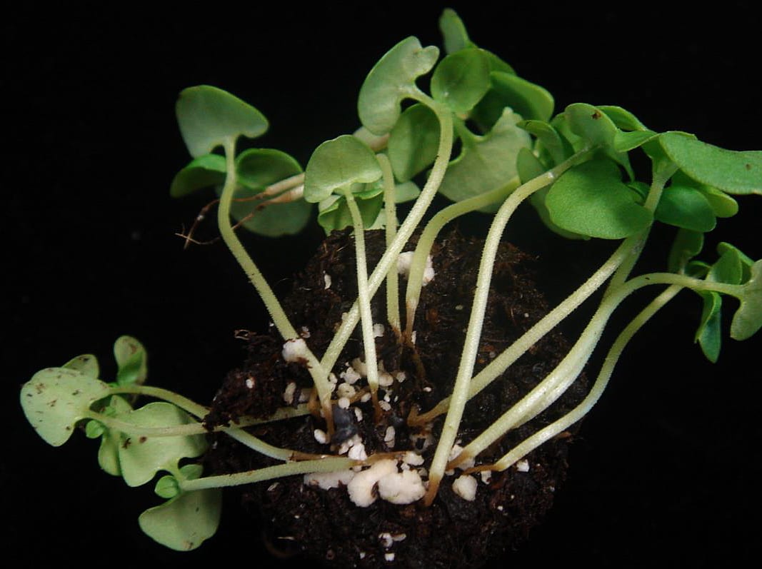 A cluster of basil seedlings collapsed at odd angles in a pot, their thin pale stems pinched and browned at soil level while the leaves are still green.