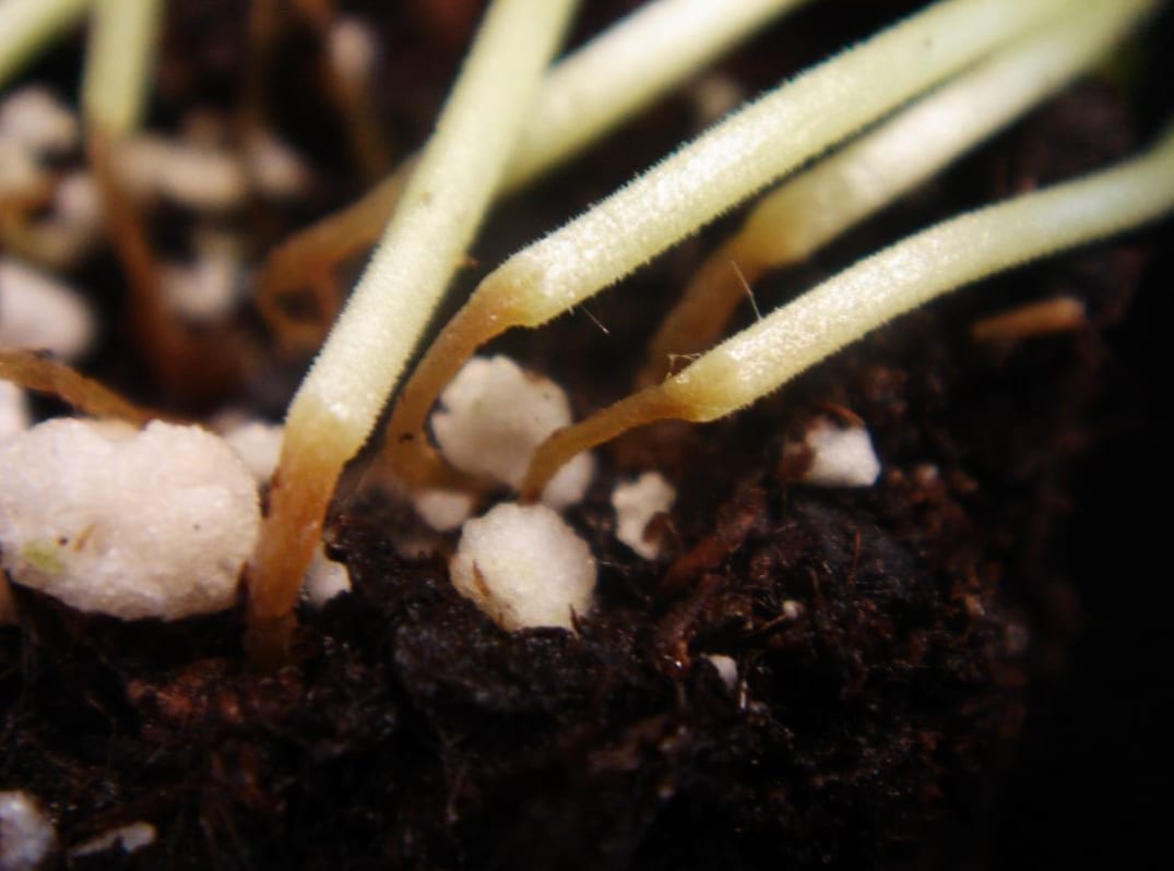 Macro view of several basil seedling stems at soil level, each one thin, water-soaked and browned exactly at the point where it meets the compost.
