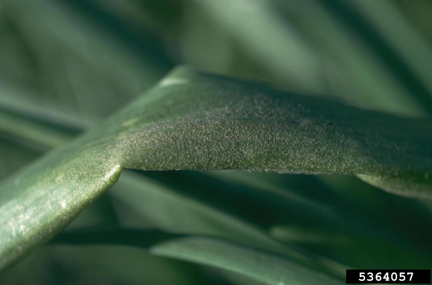 An onion leaf coated in a fine furry grey-violet layer of downy mildew growth.