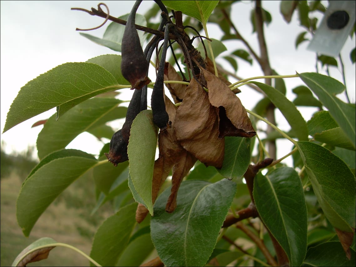 Blackened, scorched shoot tips with dead brown leaves still attached, the shepherd's-crook dieback pattern typical of fire blight.