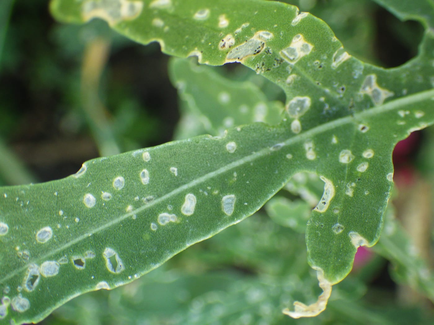 A rocket leaf peppered with small round shot-holes chewed by flea beetles.