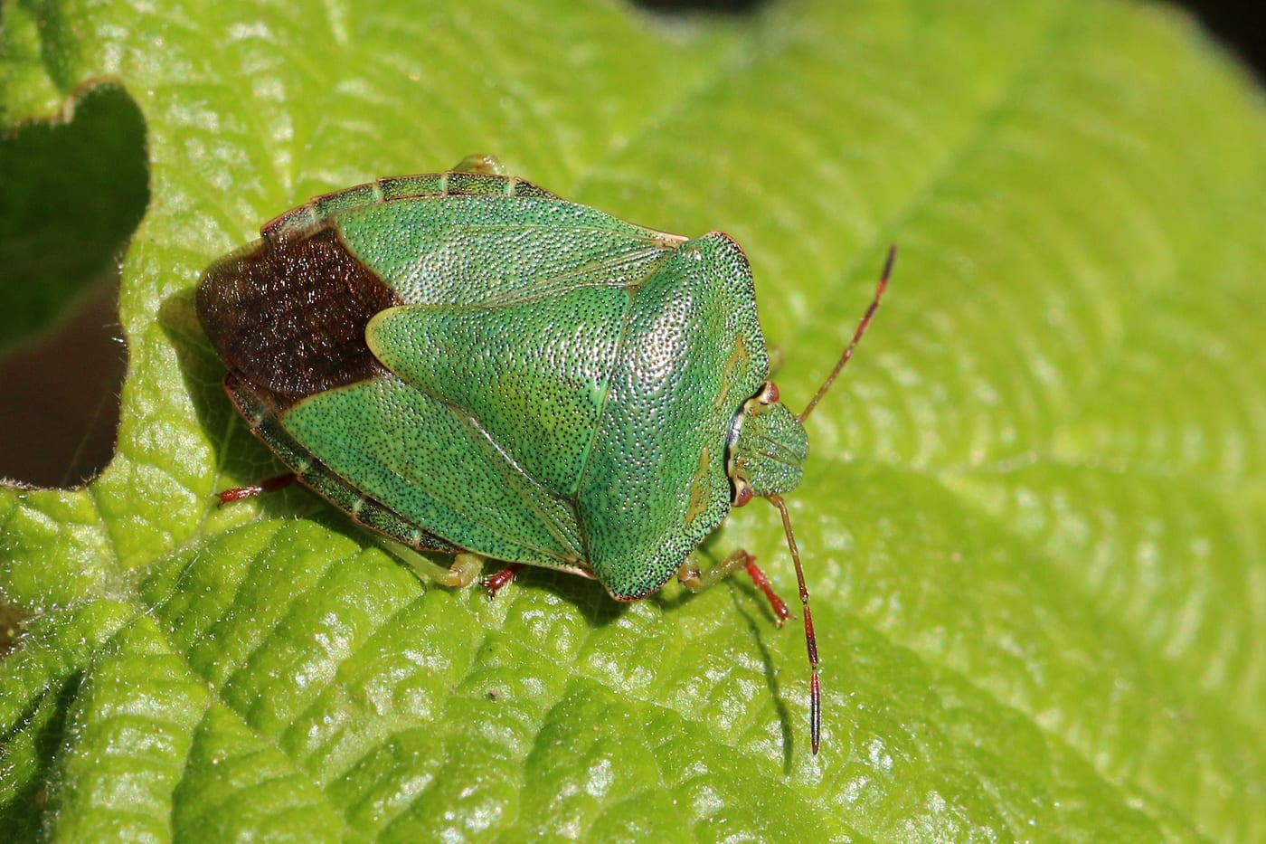 An adult green shieldbug with its distinctive shield-shaped body resting on a leaf.