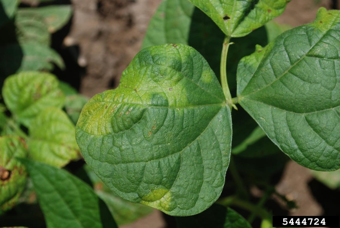Bean leaf with dark water-soaked lesions surrounded by a distinct yellow-green halo.