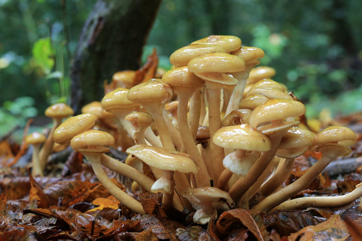 A dense cluster of honey-coloured toadstools growing from the base of a tree, the classic honey fungus fruiting body.