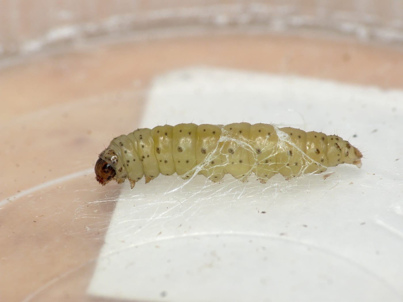 A pale yellow-green leek moth caterpillar with a dark head, photographed against a plain background.