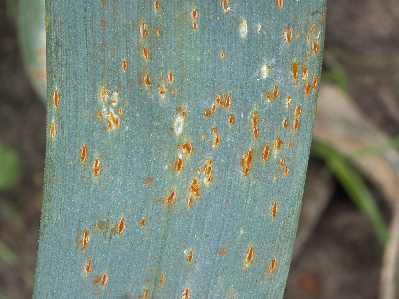 Close-up of a blue-green leek leaf covered in bright orange, elongated rust pustules that have burst through the leaf surface.