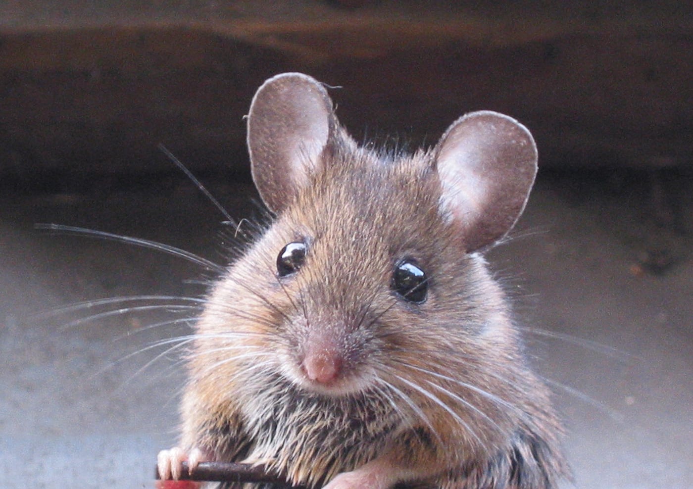 A wood mouse, the common mouse species found in UK gardens and allotments