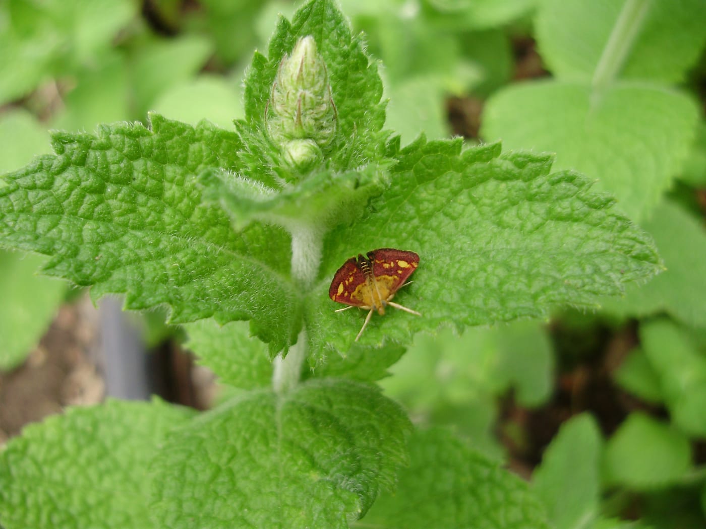 An adult mint moth with maroon-and-gold wings resting on textured mint foliage.