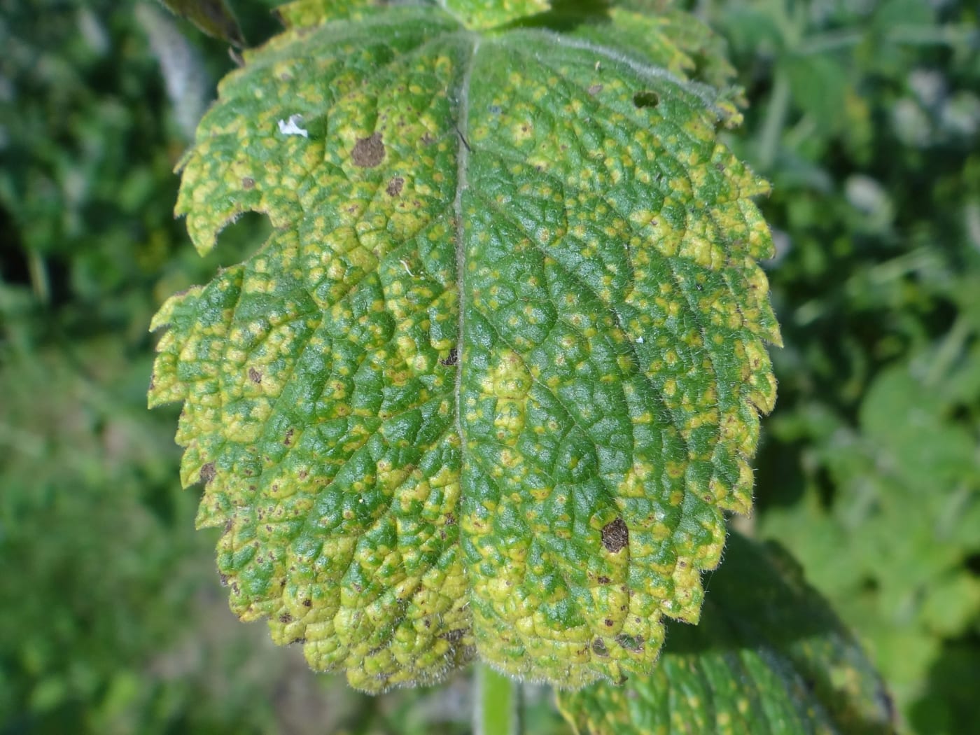 A mint leaf mottled with raised yellow-orange pustules and scattered small brown spots.