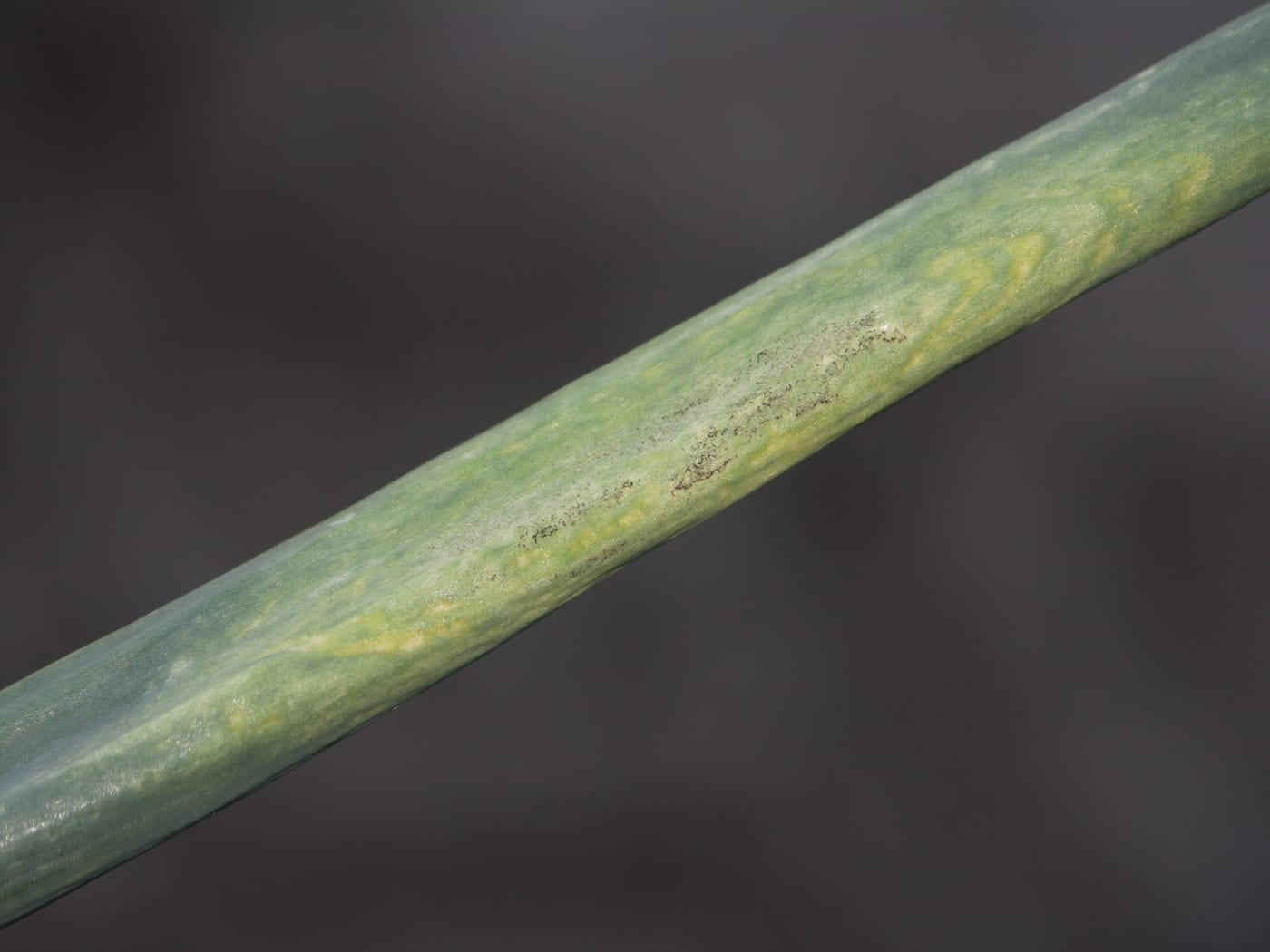 Close-up of an onion leaf showing yellowing and grey-brown fuzzy downy mildew growth.