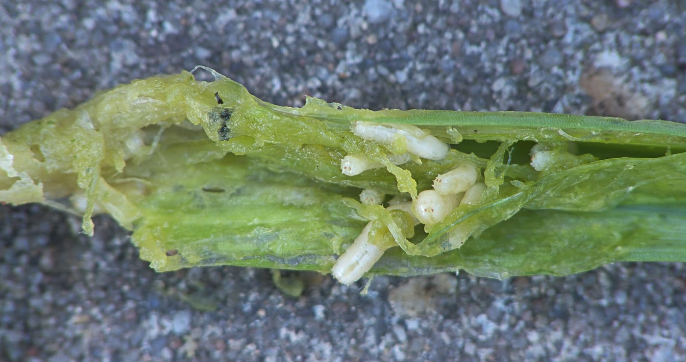 Several pale onion fly larvae feeding inside a leek leaf cut open to reveal the damage.
